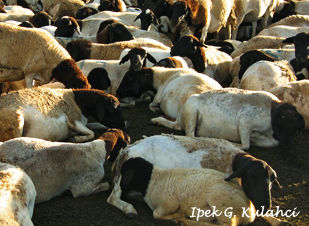 Ipek Kulahci- Kenya sheep